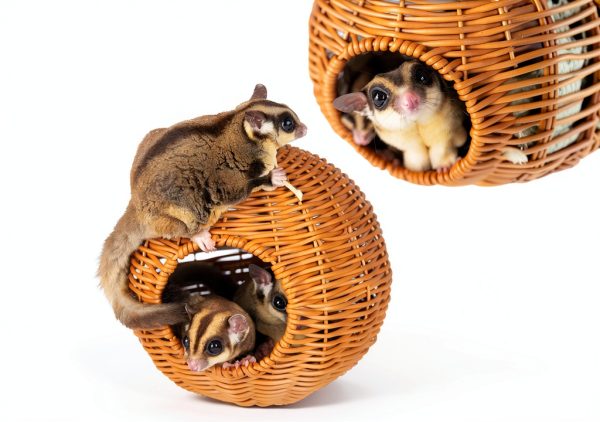 Sugar Glider Pouch by Xinze Durable Plastic Nest-7